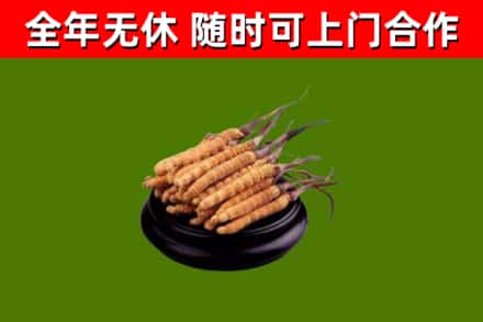 爱辉区回收冬虫夏草
