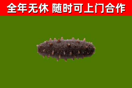 爱辉区回收海参干